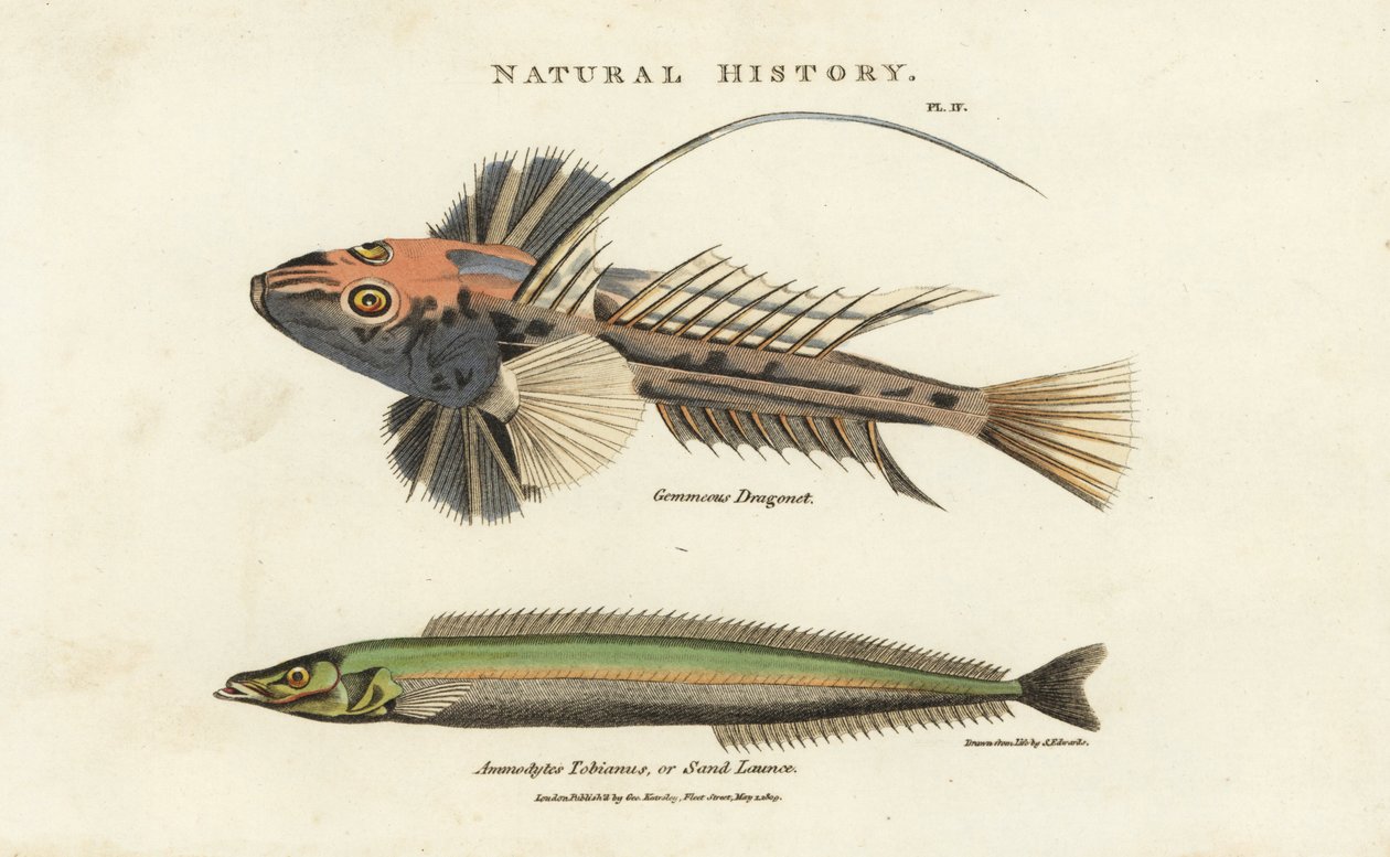 Dragonnet lyre和lancon equille--常见的龙鱼，Callionymus lyra，和小沙鳗或沙矛，Ammodytes tobianus。根据Sydenham Edwards的手绘铜版画，出自John Mason Good的Pantologia, a New Encyclopedia, G. Kearsley, Lond. 作者 西德纳姆·泰斯特·爱德华兹