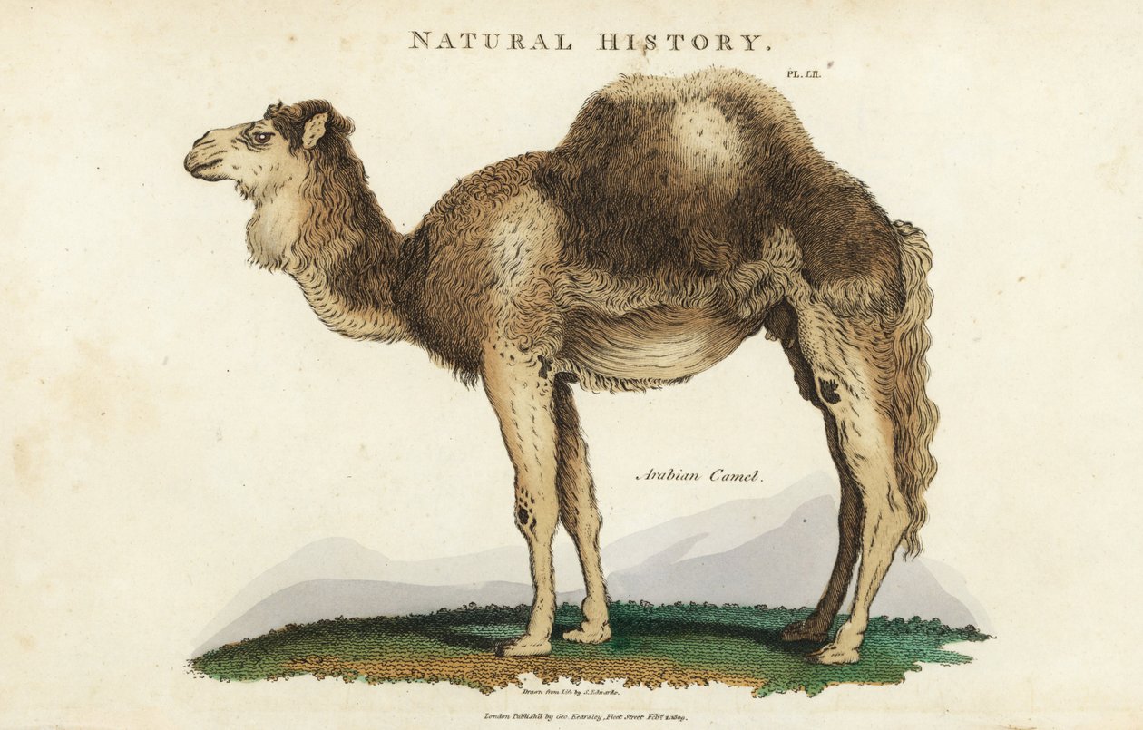 单峰骆驼 - 阿拉伯单峰骆驼或独峰骆驼，Camelus dromedarius。手绘铜版画，出自约翰-梅森-古德的《新百科全书》（Pantologia），G. Kearsley，伦敦。 作者 西德纳姆·泰斯特·爱德华兹