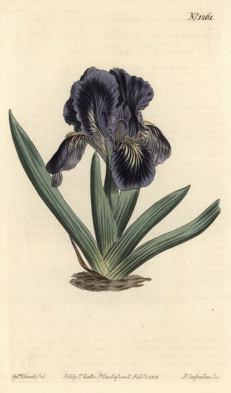 矮生鸢尾花 - Iris x binata（紫蓝色的矮生旗，Iris pumila var. violacea）。F. Sansom Jr.根据Sydenham Edwards的插图进行的手绘铜版画，出自William Curtis的植物学杂志，T. Curtis，伦敦 作者 西德纳姆·泰斯特·爱德华兹