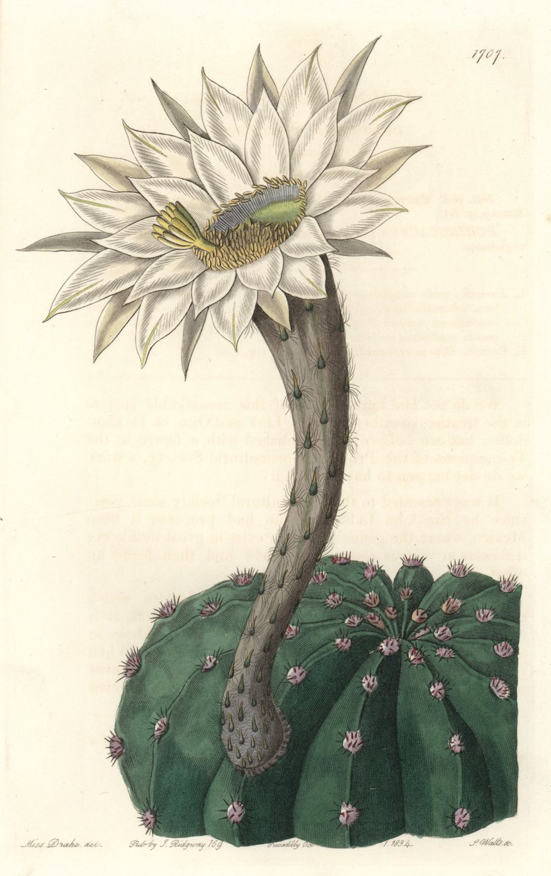 Echinocactus eyriesii，开花仙人掌，原产于墨西哥--S. Watts根据Sarah Anne Drake（1803-1857）的插图制作的强水，来自《植物志》。 作者 西德纳姆·泰斯特·爱德华兹