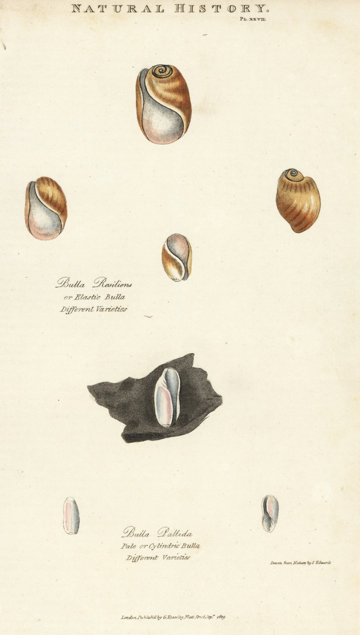 弹性鼓膜，Bulla resiliens，和苍白或圆柱形的鼓膜，Bulla pallida。根据Sydenham Edwards的手绘铜版画，出自John Mason Good的Pantologia，新百科全书，G. Kearsley，伦敦 作者 西德纳姆·泰斯特·爱德华兹