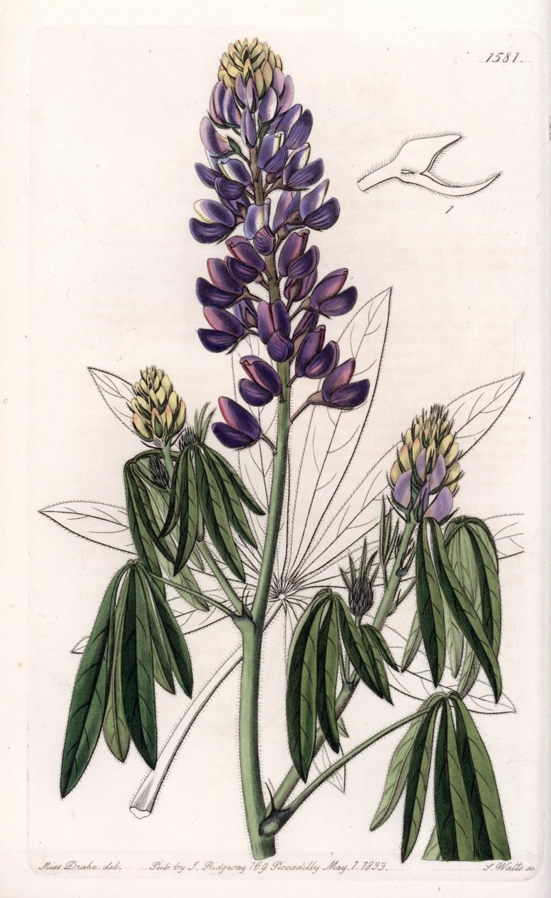 优雅的羽扇豆或来自墨西哥的羽扇豆--由S.Watts雕刻，来自Sarah Anne Drake（1803-1857）的插图，出自英国Sydenham Edwards（1768-1819）的植物学登记册。 作者 西德纳姆·泰斯特·爱德华兹