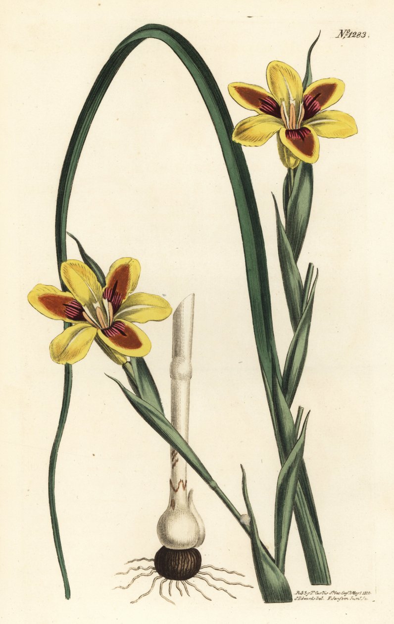 优雅的moraea，Moraea elegans（Moraea spicata）。F. Sansom Jr.根据Sydenham Edwards的插图进行的手绘铜版画，出自William Curtis的植物学杂志，T. Curtis，伦敦 作者 西德纳姆·泰斯特·爱德华兹