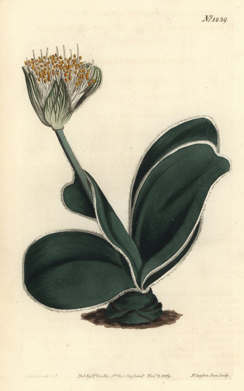 象耳 - 白花haemanthus，Haemanthus albiflos。 由 F. Sansom Jr. 手工彩色铜版雕刻，由来自伦敦 T. Curtis 威廉柯蒂斯植物学杂志的 Sydenham Edwards 绘制 作者 西德纳姆·泰斯特·爱德华兹