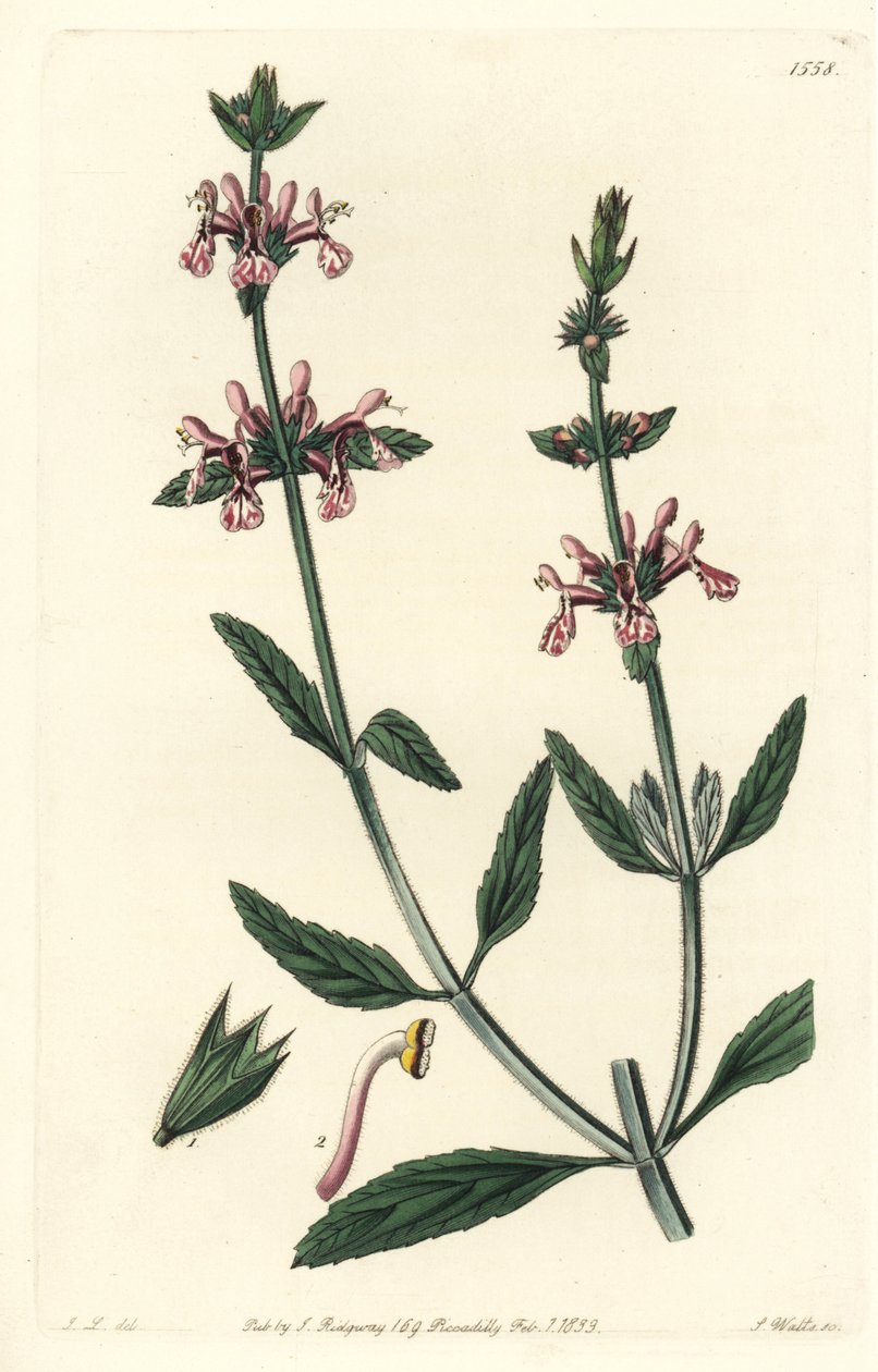 Epiary - White-stemmed stachys, Stachys albicaulis.S. Watts根据John Lindley的插图进行的手绘铜版画，出自伦敦Ridgeway的Sydenham Edwards《植物志》。 作者 西德纳姆·泰斯特·爱德华兹