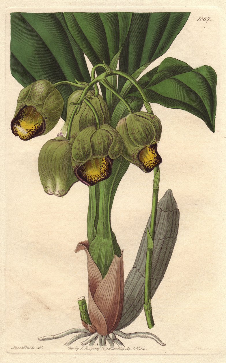 附生兰花，淡黄色catasetum，原产于巴西--S.Watts根据Sarah Anne Drake（1803-1857）的插图创作的Water forte，出自《植物志》。 作者 西德纳姆·泰斯特·爱德华兹