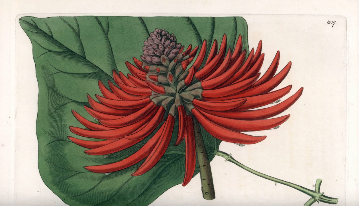 热带红花树Erythrina variete--由S.Watts雕刻，出自Sarah Anne Drake（1803-1857）的插图，出自英国Sydenham Edwards（1768-1819）的植物学名册。 作者 西德纳姆·泰斯特·爱德华兹