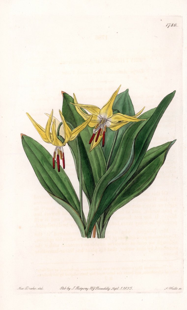 Erythrone有大花，原产于北美洲--图版由S.Watts雕刻，来自Sarah Anne Drake（1803-1857）的插图，出自英国Sydenham Edwards（1768-1819）的植物学记录。 作者 西德纳姆·泰斯特·爱德华兹