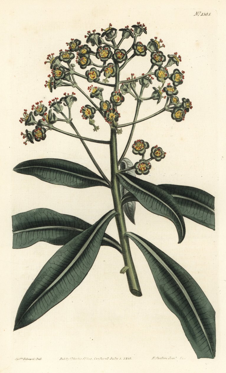 Euphorbe mellifere - 蜂蜜刺或产蜜的大戟，Euphorbia mellifera。F. Sansom Jr.根据Sydenham Edwards的插图进行的手绘铜版画，出自William Curtis的植物学杂志，T. Curtis，伦敦 作者 西德纳姆·泰斯特·爱德华兹