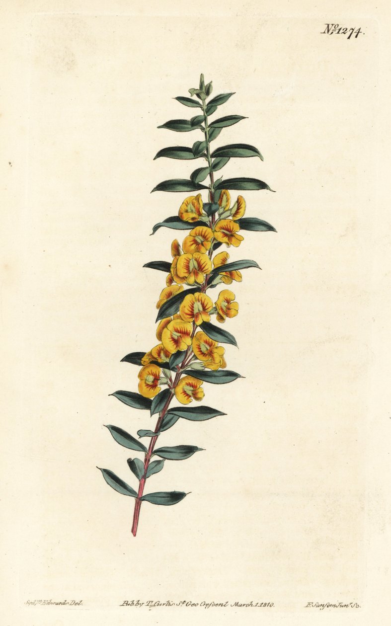 Eutaxia myrtifolia (Cross-leaved dillwynia, Dillwynia obovata) 。F. Sansom Jr.根据Sydenham Edwards的插图进行的手绘铜版画，出自William Curtis的植物学杂志，T. Curtis，伦敦 作者 西德纳姆·泰斯特·爱德华兹