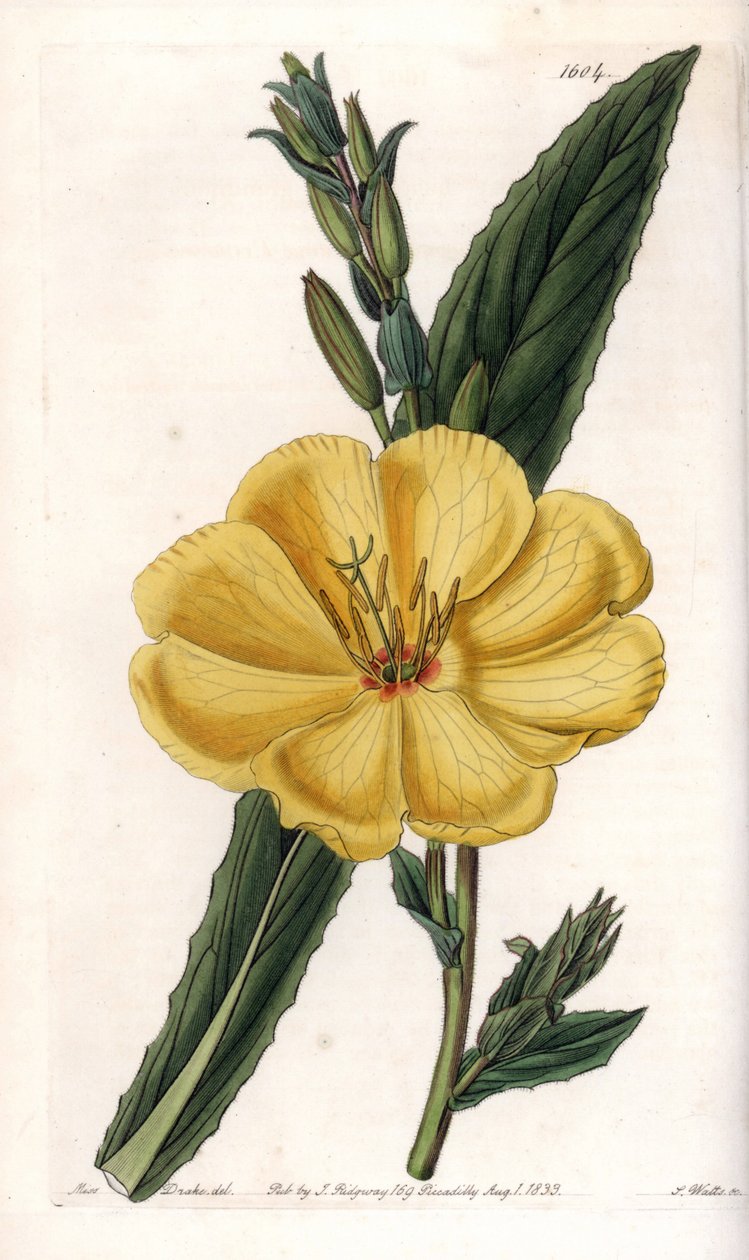 开着大花的月见草--S.Watts的刻板，来自莎拉-安妮-德雷克（1803-1857）的插图，出自英国西登纳姆-爱德华兹（1768-1819）的植物学名册 作者 西德纳姆·泰斯特·爱德华兹