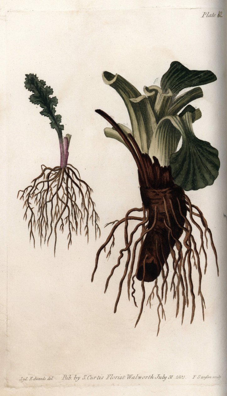 普通番荔枝和大蕉（或鸟蕉）的须根。彩色铜版画，由Sydenham Edwards（1768-1819）为兰贝斯植物园（英国）的植物学会议提供的插图。 作者 西德纳姆·泰斯特·爱德华兹