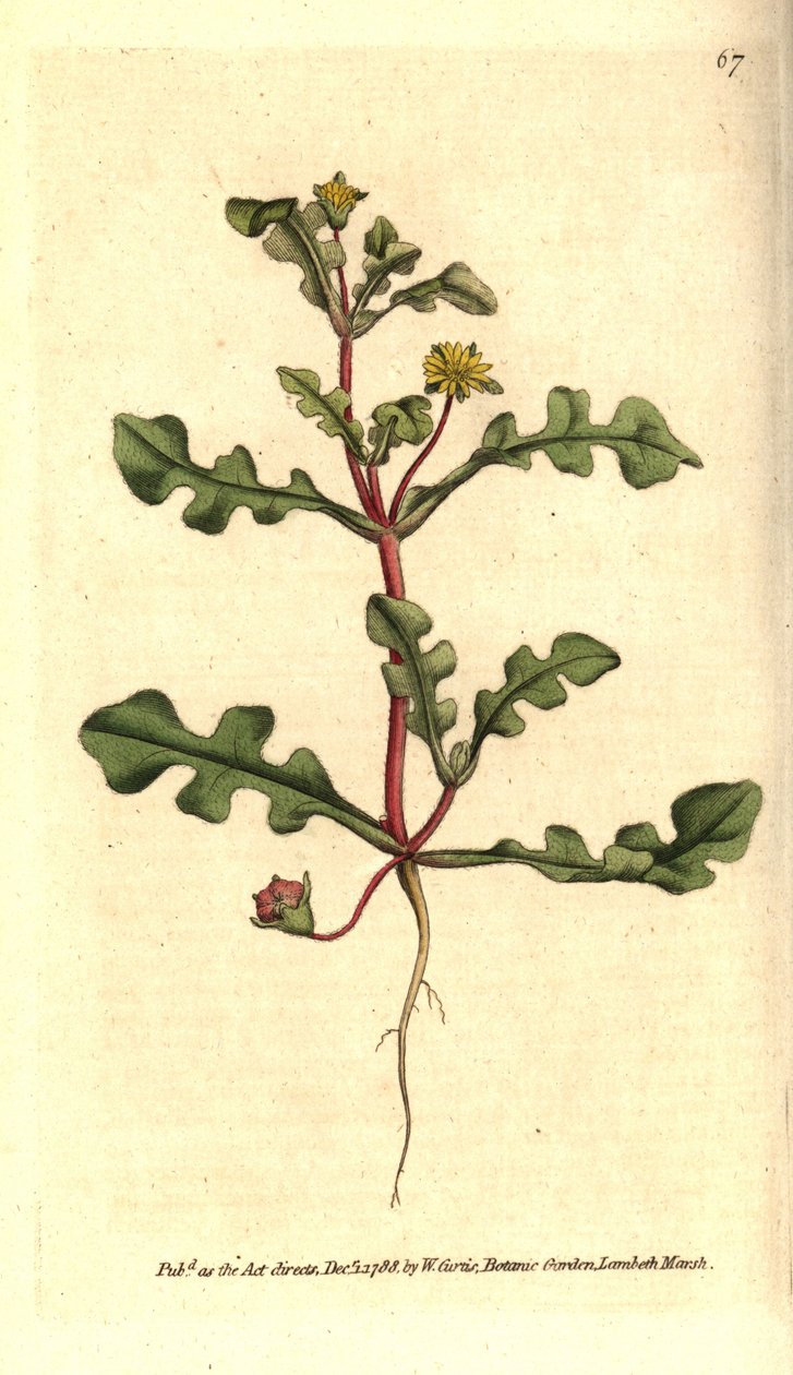 Ficoide variete - Aethephyllum pinnatifidum (Jagged-leaved fig marigold, Mesembryanthemum pinnatifidum) 。根据威廉-柯蒂斯的《植物学杂志》中的植物插图进行的手绘铜版画，伦敦兰贝斯沼泽。 作者 西德纳姆·泰斯特·爱德华兹