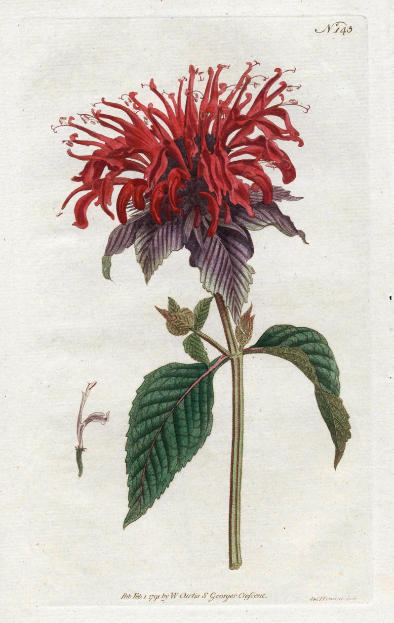 Fistula Monarde - Sydenham Edwards（1768-1819）的石版画，来自William Curtis的植物杂志（1746-1799）。 作者 西德纳姆·泰斯特·爱德华兹