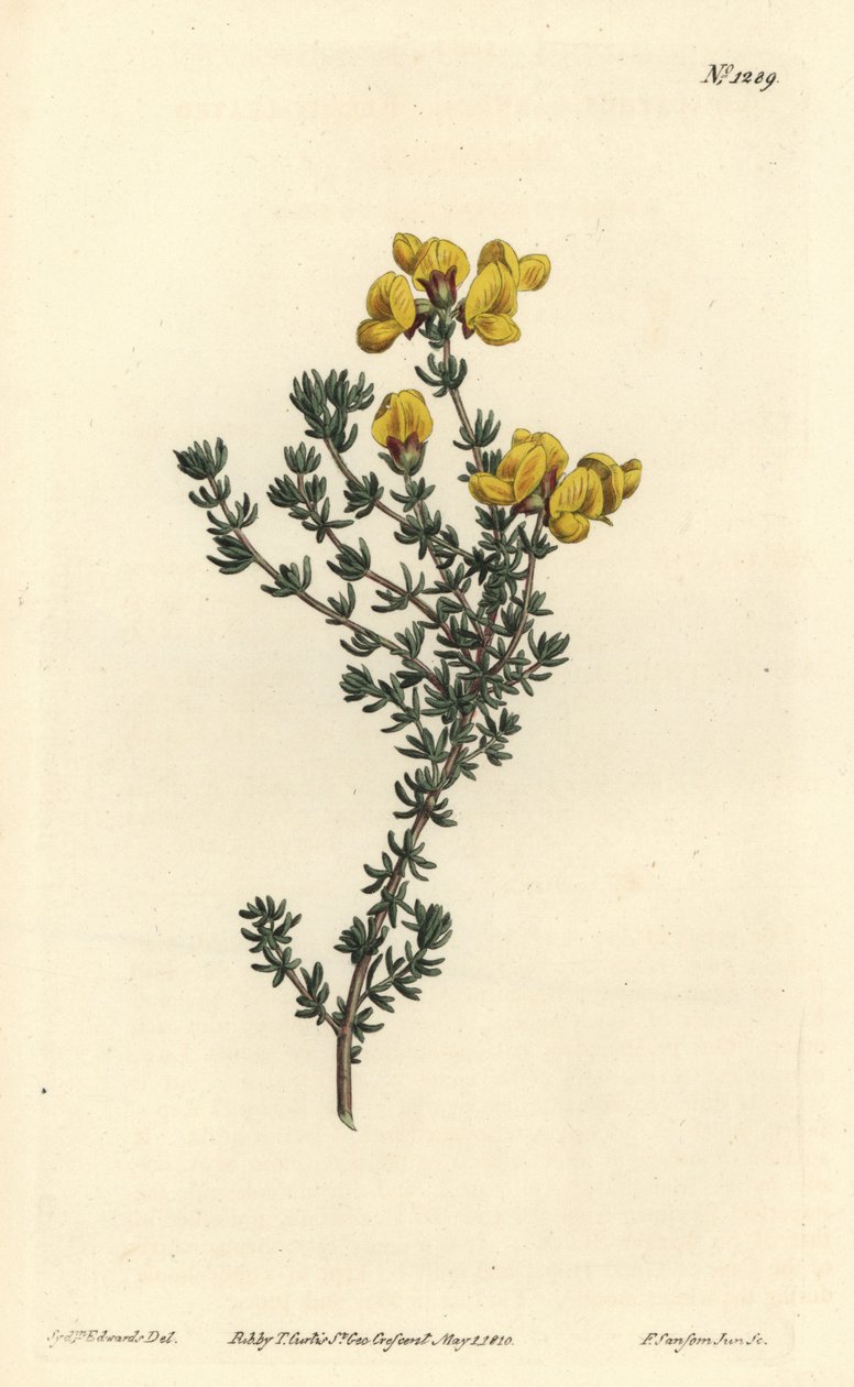 肉叶天南星，Aspalathus carnosa。F. Sansom Jr.根据Sydenham Edwards的插图进行的手绘铜版画，出自William Curtis的植物学杂志，T. Curtis，伦敦 作者 西德纳姆·泰斯特·爱德华兹