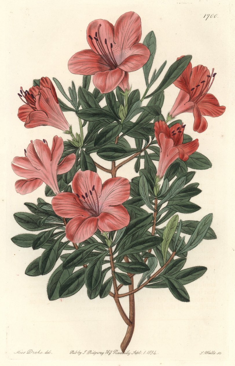 花商杜鹃花或杜鹃花--S.Watts强水出自莎拉-安妮-德雷克（1803-1857）的插图，出自《植物志》。 作者 西德纳姆·泰斯特·爱德华兹