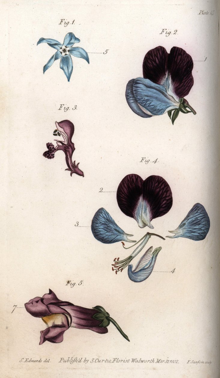 琉璃苣和豌豆（豆科）的开花。彩色铜版画，由Sydenham Edwards（1768-1819）为兰贝斯植物园（英国）的植物学会议提供的插图。 作者 西德纳姆·泰斯特·爱德华兹