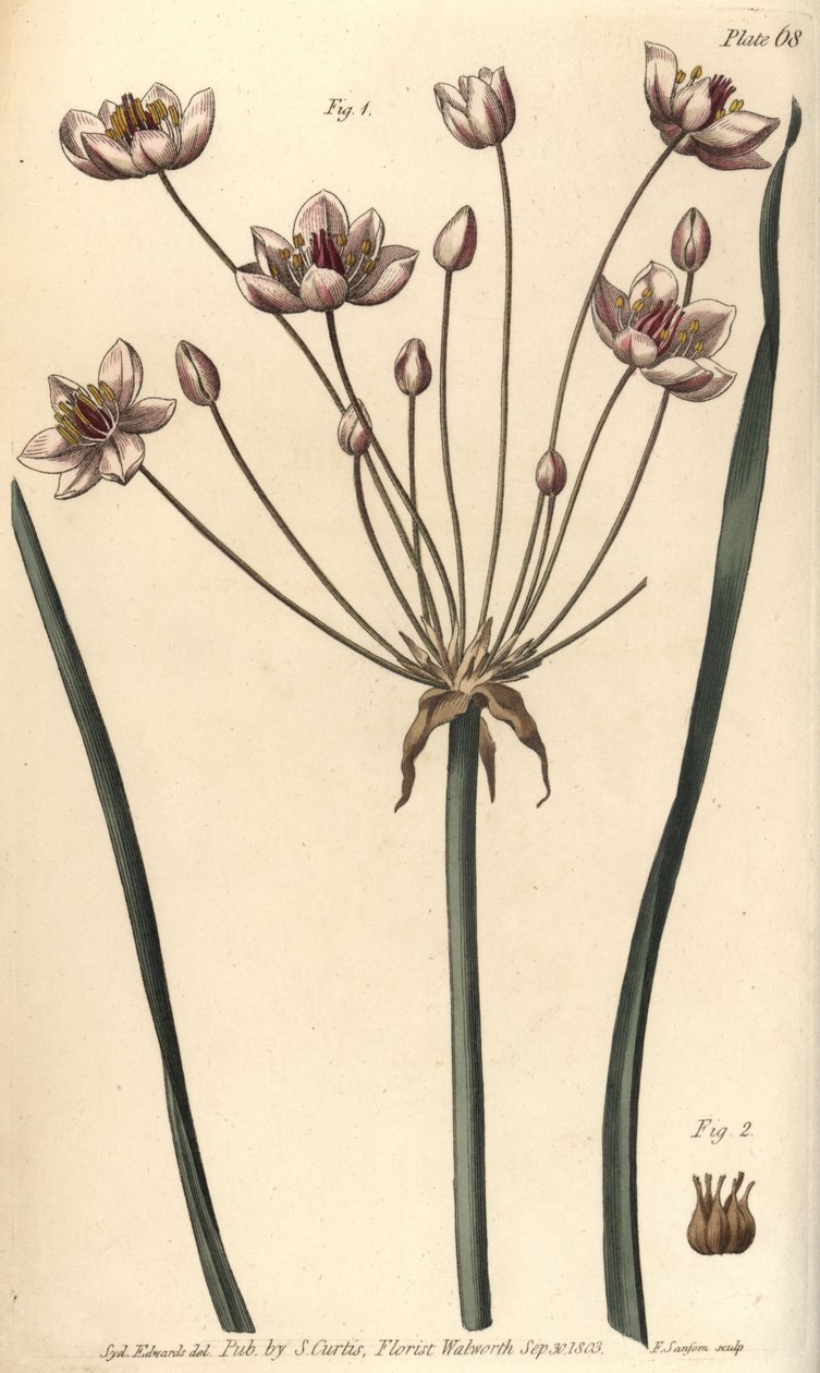开花草，Butomus umbellatus，六合花，雌雄同体的花1和雌蕊花2。F. Sansom为威廉-柯蒂斯在植物园所做的植物学讲座提供的植物学插图的手绘铜版画。 作者 西德纳姆·泰斯特·爱德华兹