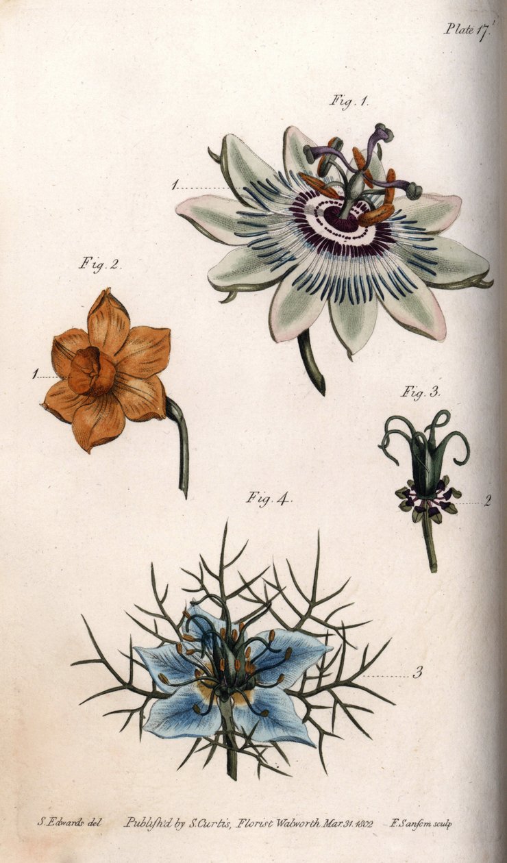 百香果或西番莲、水仙和黑种草的花。 彩色铜版画，由 Sydenham Edwards（1768-1819）为兰贝斯植物园（英格兰）植物园会议绘制的插图 作者 西德纳姆·泰斯特·爱德华兹
