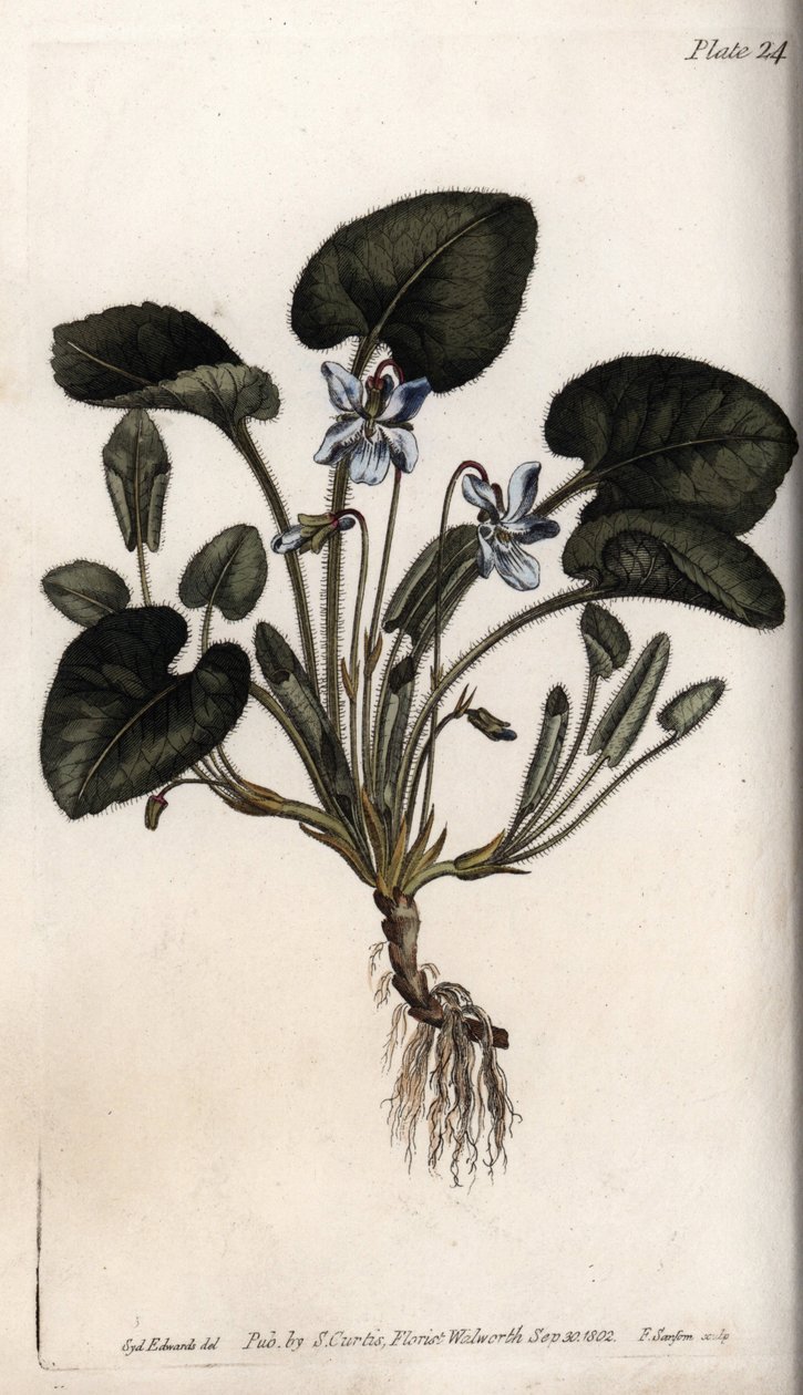 芳香的紫罗兰。彩色铜版画，由Sydenham Edwards（1768-1819）为兰贝斯植物园（英国）的植物学会议提供的插图。 作者 西德纳姆·泰斯特·爱德华兹
