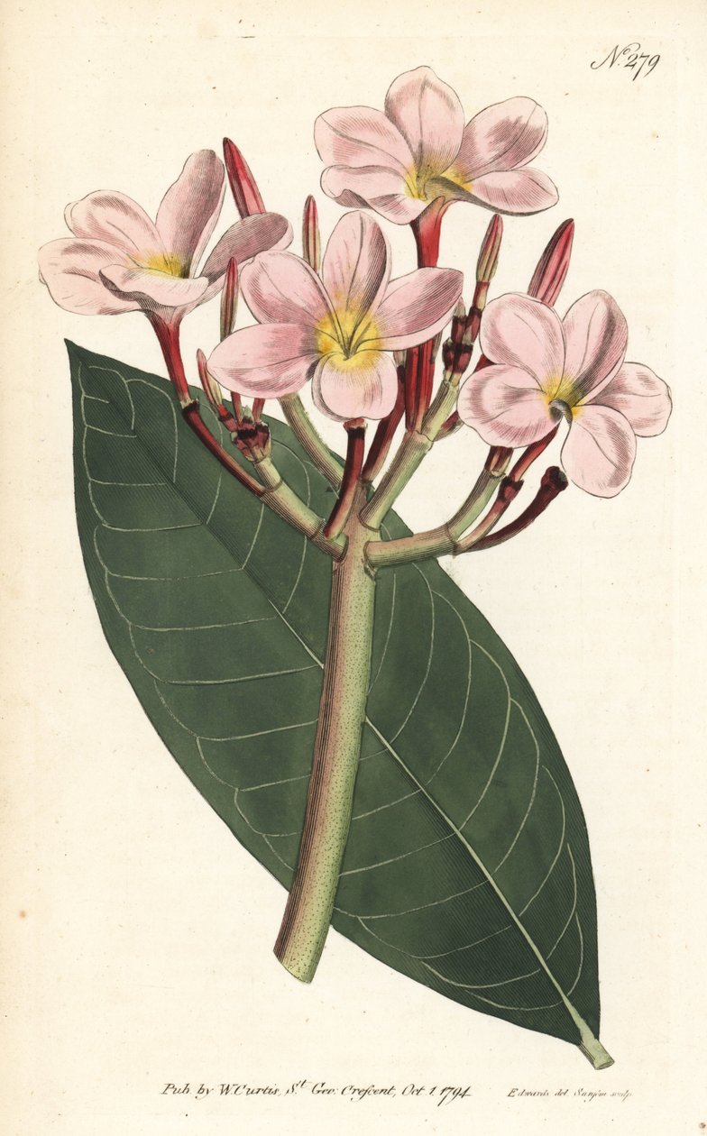 弗朗吉帕尼 - 弗朗吉帕尼或红色梅花，Plumeria rubra。Sansom根据伦敦William Curtis《植物学杂志》中Sydenham Edwards的插图进行的手绘铜版画。 作者 西德纳姆·泰斯特·爱德华兹
