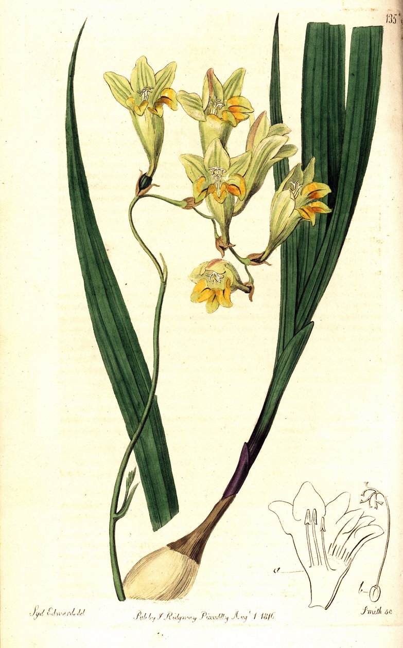 小苍兰（Reflex tritonia，Tritonia refracta）。史密斯根据Sydenham Edwards的植物插图进行的手绘铜版画，出自伦敦Ridgway的《植物学年鉴》。 作者 西德纳姆·泰斯特·爱德华兹