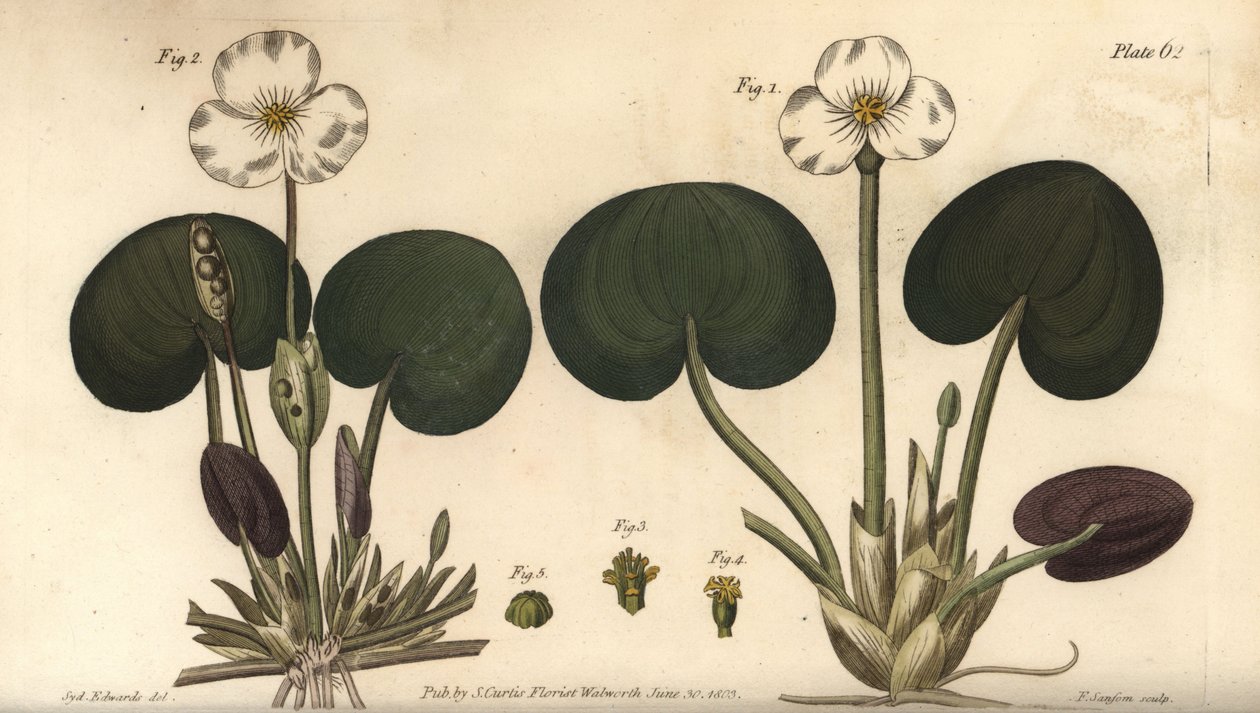 Frogbit, Hydrocharis morsus-ranae, Dioecia，雌株1,4，雄株2,3。F. Sansom为William Curtis在兰姆植物园的植物学讲座所做的植物学插图的手绘铜版画。 作者 西德纳姆·泰斯特·爱德华兹