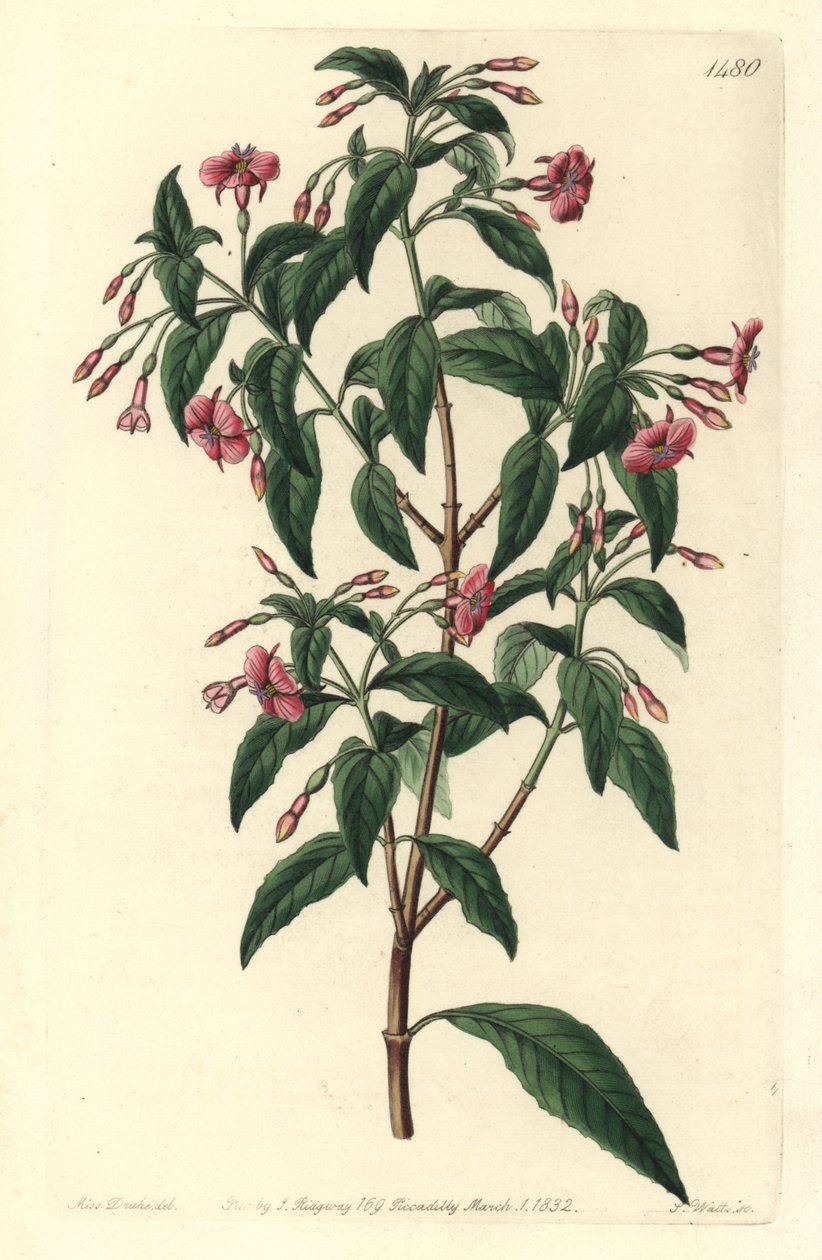 Fuschia variete - Rod-branched fuchsia, Fuchsia bacillaris.丛生紫薇（Fuchsia microphylla）亚种（microphylla）与丛生紫薇（Fuchsia thymifolia）亚种（thymifolia）之间的自然杂交。S. Watts根据Syd的Sarah Drake的插图所做的手绘铜版画。 作者 西德纳姆·泰斯特·爱德华兹