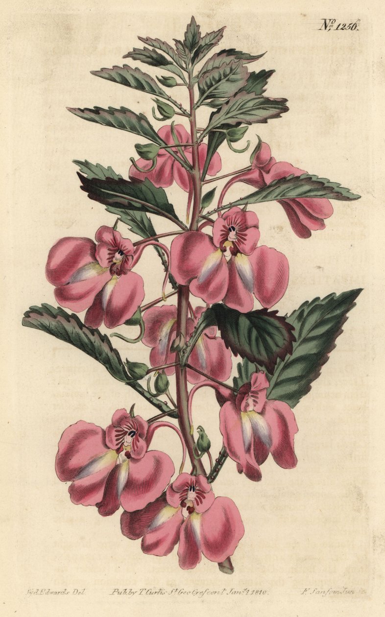 花园香脂 - 花园香脂，Impatiens balsamina（腺叶香脂，Impatiens coccinea）。F. Sansom Jr.根据Sydenham Edwards的插图进行的手绘铜版画，出自William Curtis的植物学杂志，T. Curtis，伦敦 作者 西德纳姆·泰斯特·爱德华兹