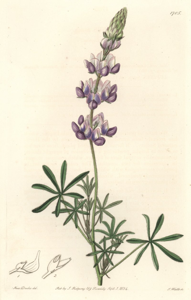 花园羽扇豆，原产于加利福尼亚--S.Watts Strong Water，来自Sarah Anne Drake（1803-1857）的插图，来自《植物志》。 作者 西德纳姆·泰斯特·爱德华兹