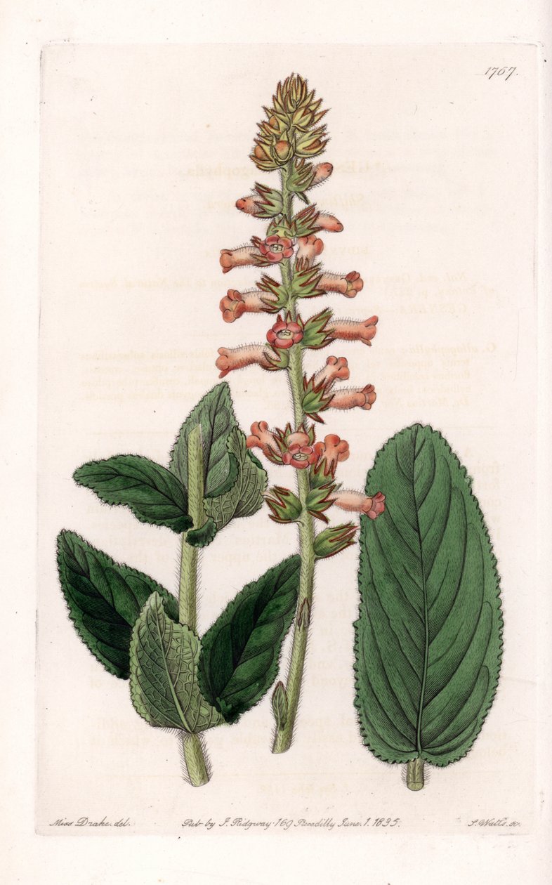 Genera Variete--S.Watts雕刻的图版，出自莎拉-安妮-德雷克（1803-1857）的插图，出自英国西登纳姆-爱德华兹（1768-1819）的植物学名册。 作者 西德纳姆·泰斯特·爱德华兹