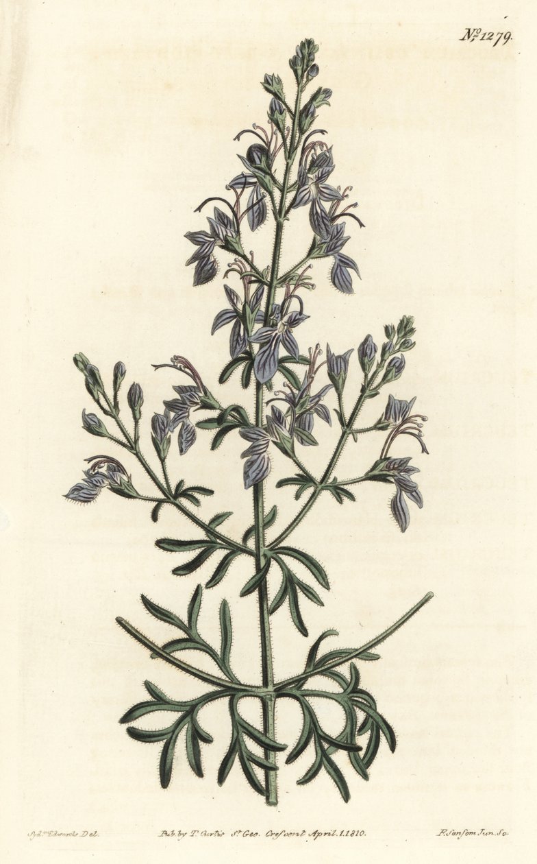 Germandree d