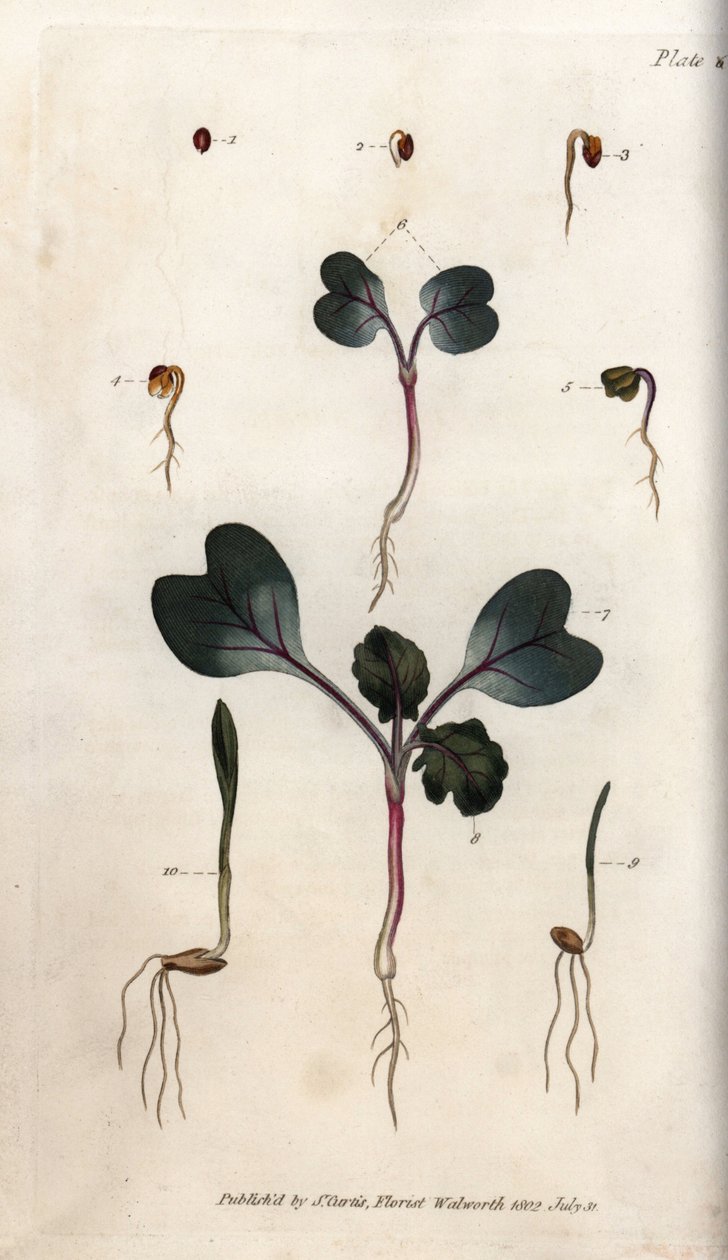 萝卜种子、普通小麦和普通大麦的发芽。彩色铜版画，由Sydenham Edwards（1768-1819）为兰贝斯植物园（英国）的植物学会议提供的插图。 作者 西德纳姆·泰斯特·爱德华兹