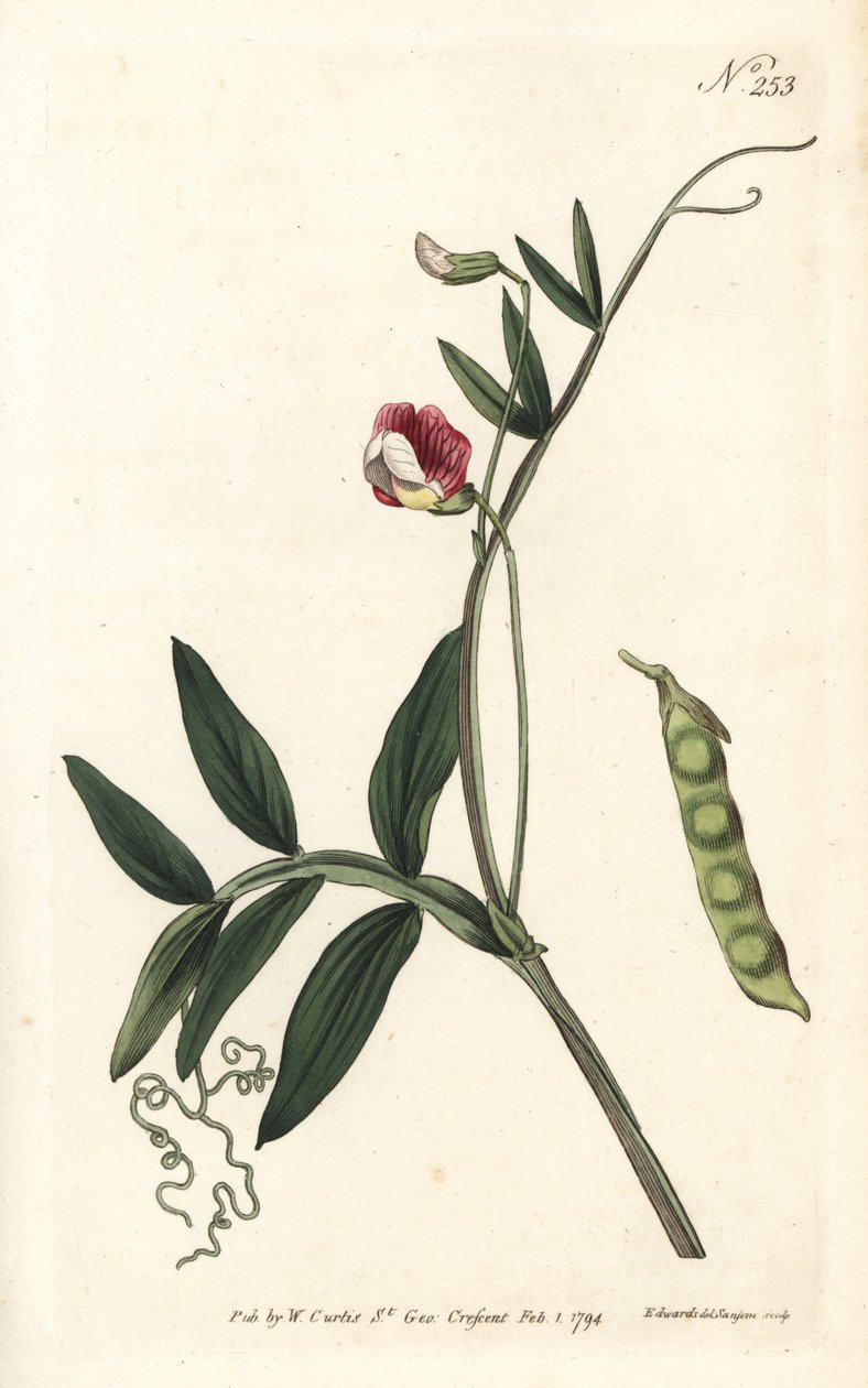 Gesse climene--西班牙薇菜，Lathyrus clymenum（有关节的lathyrus, Lathyrus articulatus）。Sansom根据Sydenham Edwards的插图进行的手绘铜版画，出自William Curtis的植物杂志，伦敦 作者 西德纳姆·泰斯特·爱德华兹
