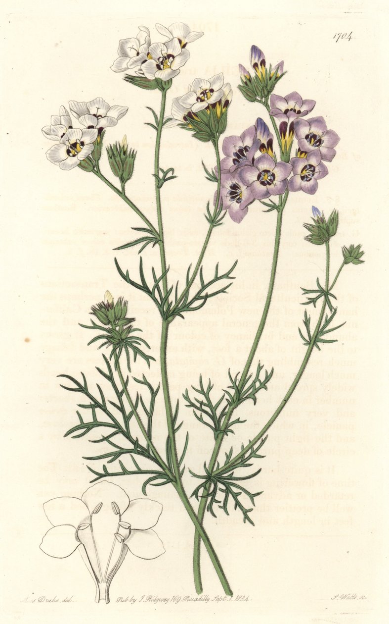 吉里亚三色，白色和紫色的变种，原产于加利福尼亚--S. Watts strong water来自Sarah Anne Drake（1803-1857）的插图，来自《植物志》。 作者 西德纳姆·泰斯特·爱德华兹