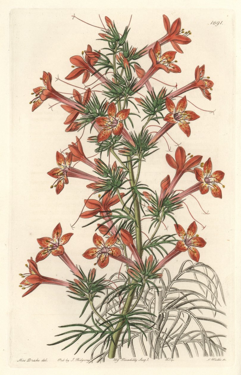 Gilie a coronope leaf or Ipomopside elegante - Water forte by S. Watts from an illustration by Sarah Anne Drake (1803-1857), from Botanical Register 作者 西德纳姆·泰斯特·爱德华兹