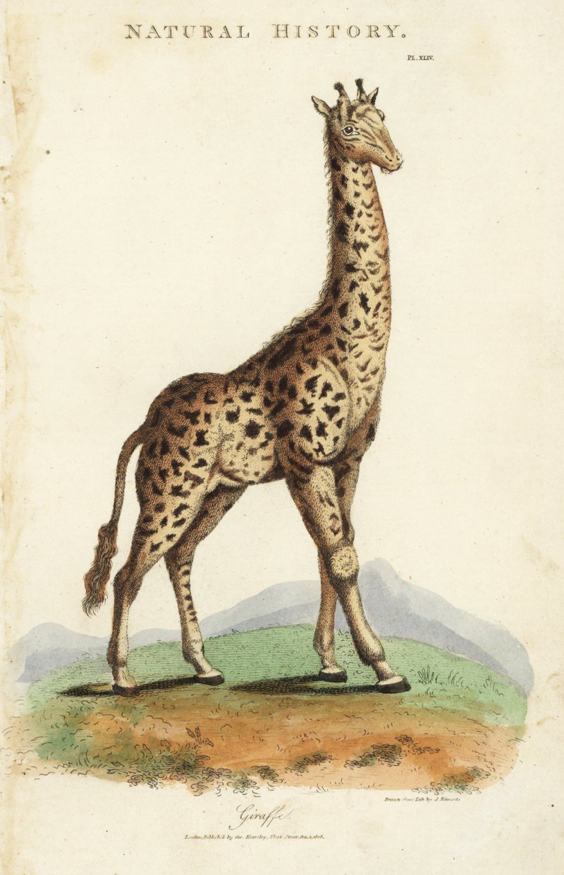 长颈鹿，Giraffa camelopardalis。根据Sydenham Edwards的手绘铜版画，出自John Mason Good的《Pantologia，新百科全书》，G. Kearsley，伦敦 作者 西德纳姆·泰斯特·爱德华兹