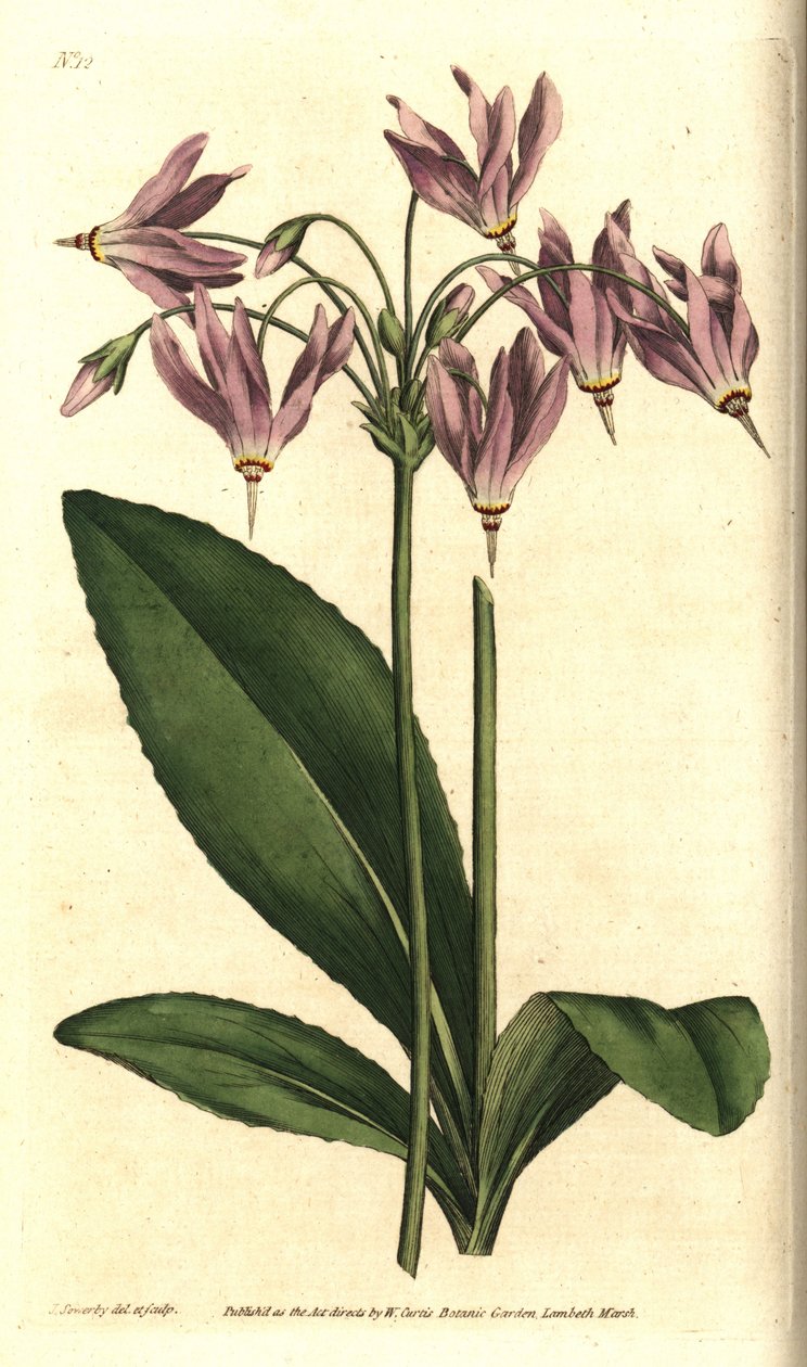 弗吉尼亚州的Giroselle--美国牛肝菌或米德十二宫，Dodecatheon meadia。根据詹姆斯-索尔比的植物学插图进行的手绘铜版画，出自威廉-柯蒂斯的《植物学杂志》，伦敦兰贝斯沼泽。 作者 西德纳姆·泰斯特·爱德华兹