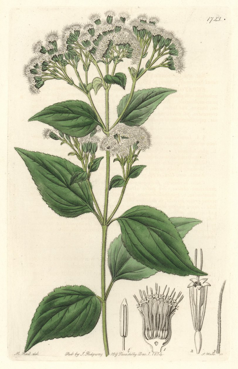 Glandular eupatorium, native to Mexico - S. Watts strong water from an illustration by M. Mart, from the Botanical Register 作者 西德纳姆·泰斯特·爱德华兹