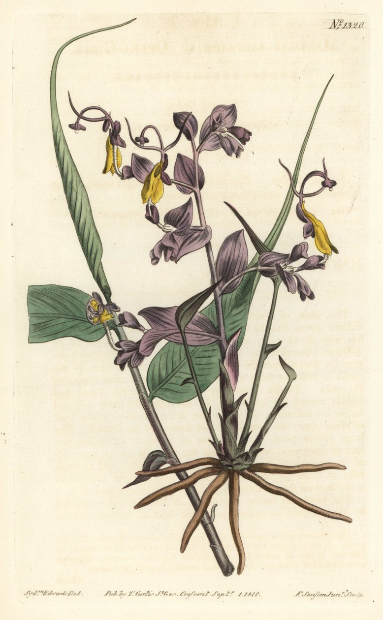 Globba Radicalis（歌剧女郎，Mantisia saltatoria）。 由 F. Sansom Jr. 手工彩色铜版雕刻，由来自伦敦 T. Curtis 威廉柯蒂斯植物学杂志的 Sydenham Edwards 绘制 作者 西德纳姆·泰斯特·爱德华兹