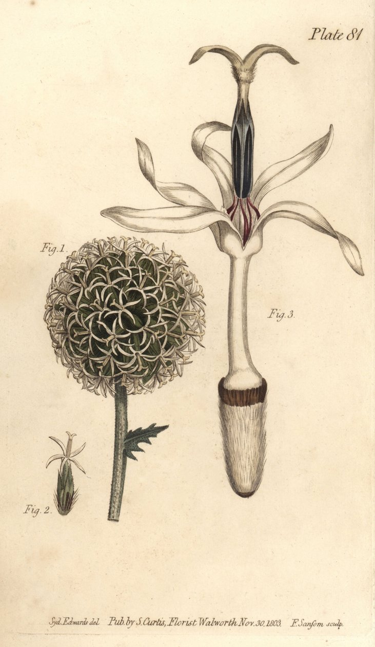 球形蓟，Echinops sphaerocephalus，Polygamia segregata，花1，和单花2，3。F. Sansom的手绘铜版画，是Sydenham Edwards为William Curtis在植物园的植物学讲座所做的植物学插图。 作者 西德纳姆·泰斯特·爱德华兹