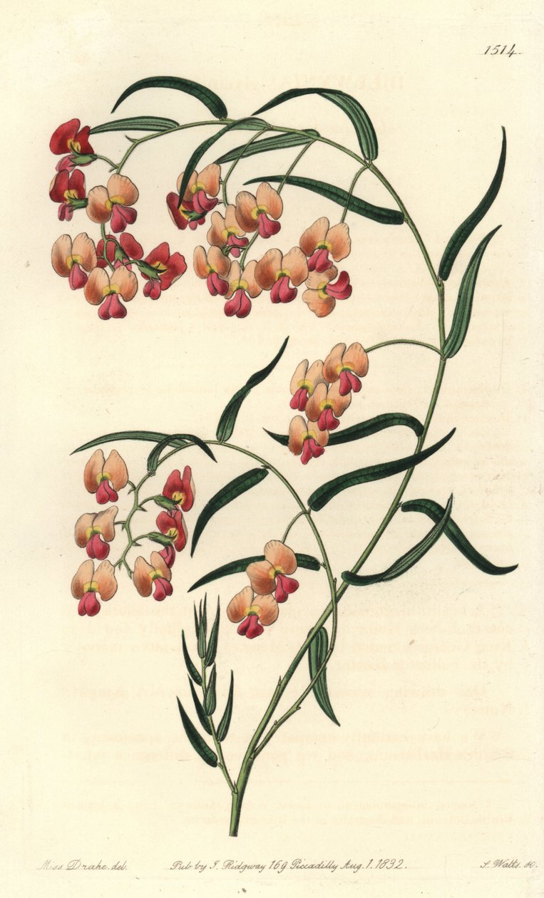 甘氨酸叶 dillwynia，Dillwynia glyinifolia。 S. Watts 手绘铜版画，由来自伦敦里奇韦 Sydenham Edwards
