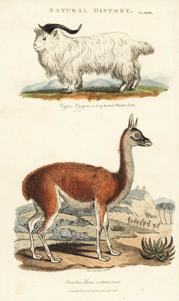 山羊和喇嘛--长角山羊，Capra aegagrus，和喇嘛，Lama glama（Glama camel，Camelus lama）。手绘铜版画，作者为西登纳姆-爱德华兹，出自约翰-梅森-古德的《新百科全书》（Pantologia），G. Kearsley，伦敦 作者 西德纳姆·泰斯特·爱德华兹