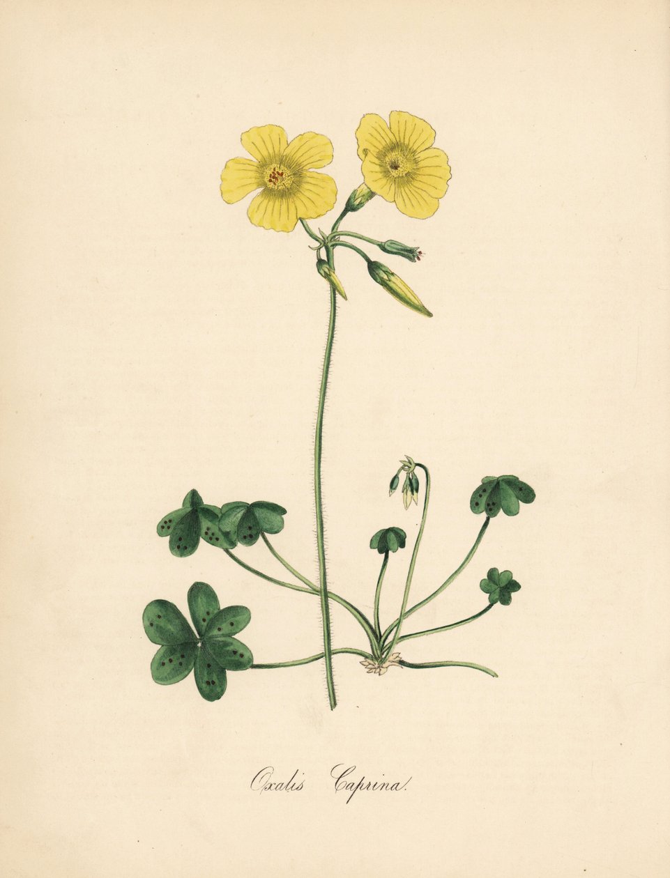 山羊脚酢浆草，Oxalis caprina。 取自 Sydenham Edwards 在 William Curtis 的“植物杂志”中的插图。C. Chabot 的手绘锌版画，由 M. A. Burnett 小姐从她的“Plantae Utiliores：或有用的 Pl 插图”中绘制 作者 西德纳姆·泰斯特·爱德华兹
