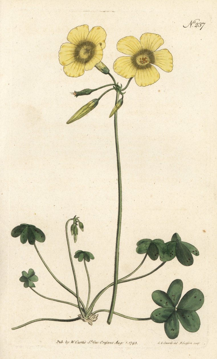 山羊脚 - 山羊脚木苏，Oxalis caprina。Sansom根据Sydenham Edwards的插图进行的手绘铜版画，伦敦William Curtis的植物学杂志。 作者 西德纳姆·泰斯特·爱德华兹