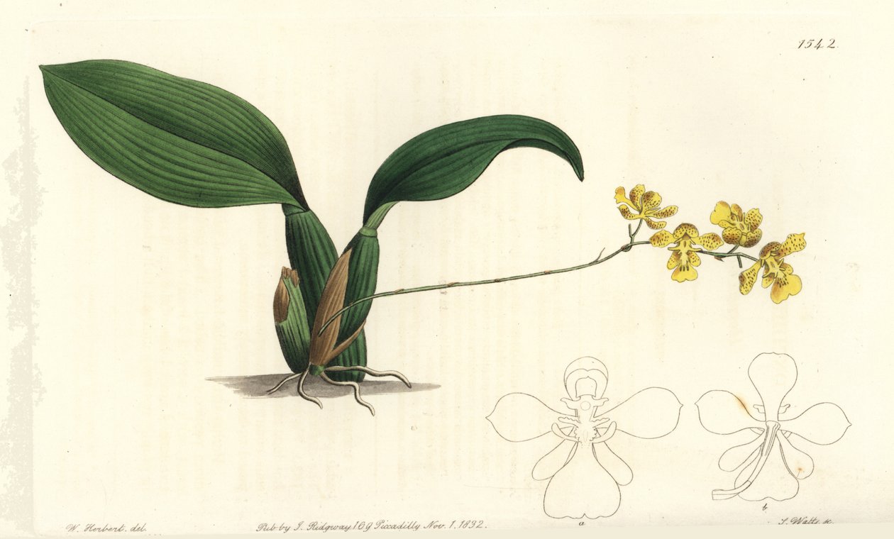 Gomesa cornigera兰花（Horned oncidium，Oncidium cornigerum）。S. Watts根据William Herbert的插图进行的手绘铜版画，出自伦敦Ridgeway的Sydenham Edwards《植物志》。 作者 西德纳姆·泰斯特·爱德华兹