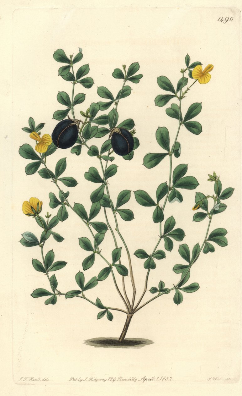 Gompholobium variete（澳大利亚特有的豆科变种）--厚边gompholobium，Gompholobium marginatum。S. Watts根据J.T. Hart的插图进行的手绘铜版画，出自Sydenham Edwards的植物志，Ridgeway，Londo 作者 西德纳姆·泰斯特·爱德华兹