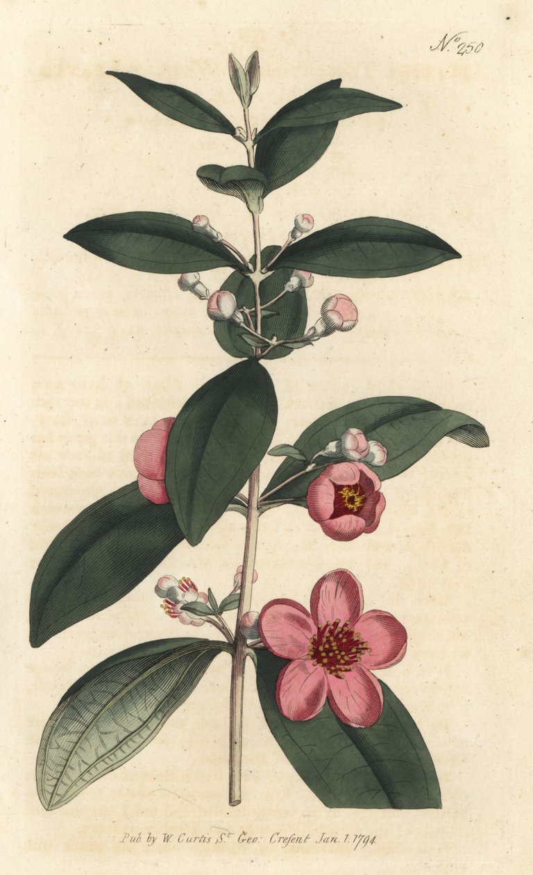 鹅掌楸 - 粉红桃金娘，Rhodomyrtus tomentosa（毛叶桃金娘，Myrtus tomentosa）。Sansom根据Sydenham Edwards的插图进行的手绘铜版画，rom William Curtis的植物杂志，伦敦 作者 西德纳姆·泰斯特·爱德华兹