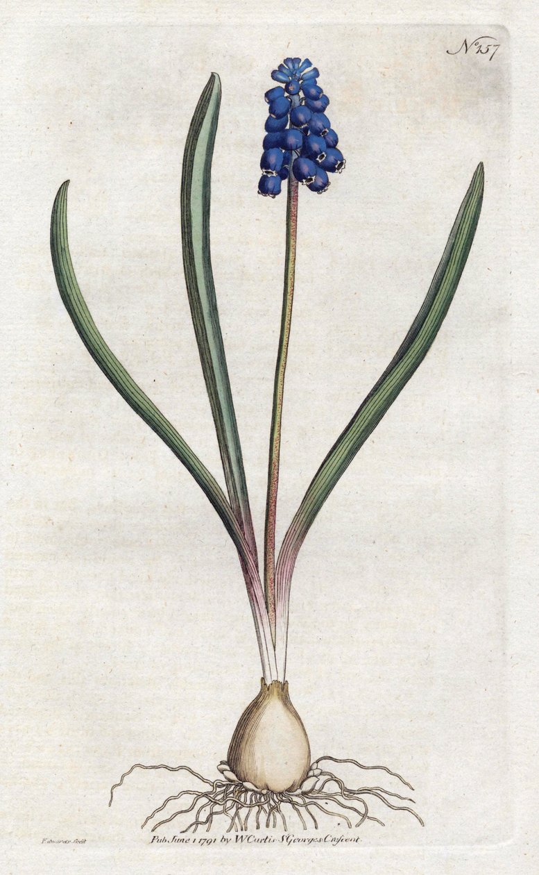 葡萄风信子 Sydenham Edwards (1768-1819)的平版印刷，威廉-柯蒂斯(1746-1799)的《植物学杂志》中的版画。 作者 西德纳姆·泰斯特·爱德华兹