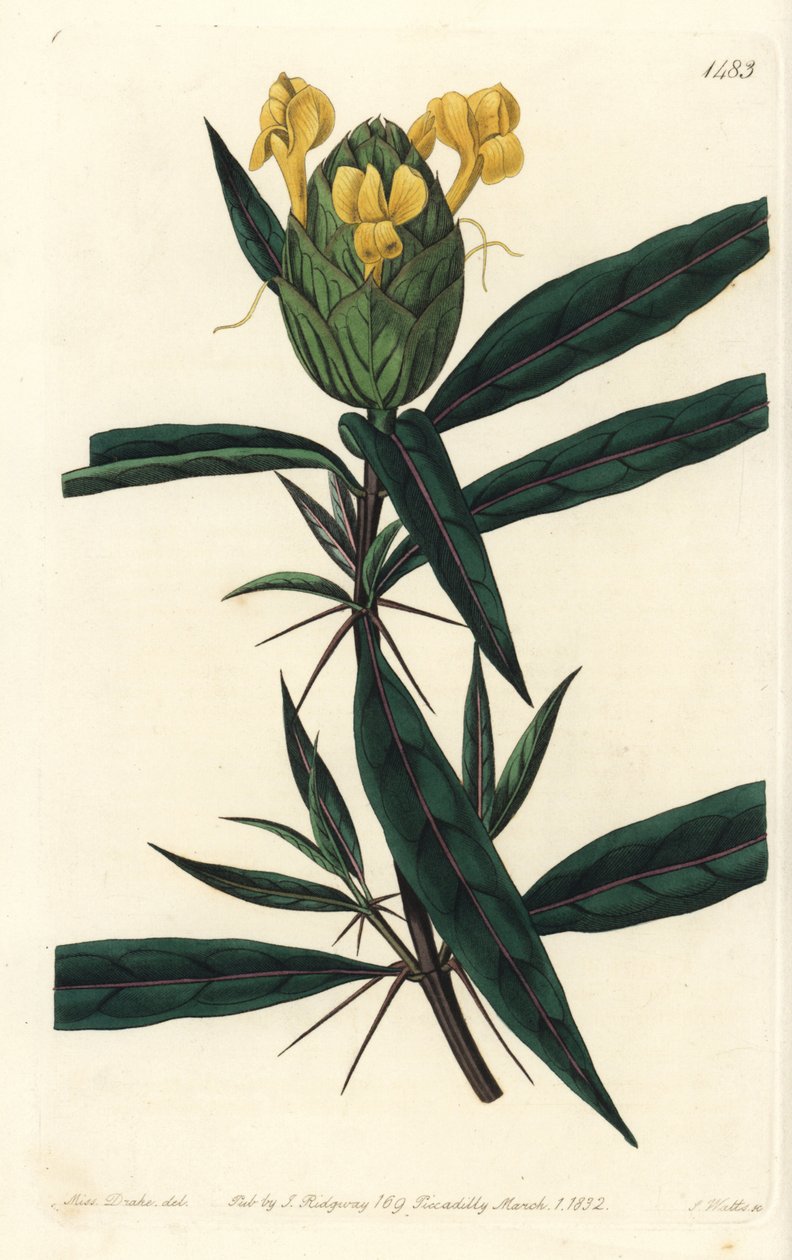 草丛中的塔克--合花芭乐，Barleria lupulina。S. Watts根据Sydenham Edwards的《植物志》中Sarah Drake的插图所作的手绘铜版画，伦敦Ridgeway。 作者 西德纳姆·泰斯特·爱德华兹